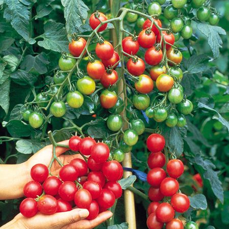Sweet Million, Tomato Seeds - Packet image number null
